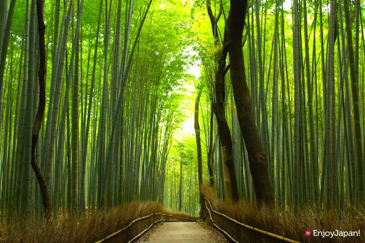 京都嵐山の竹林