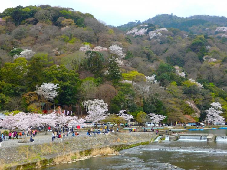 嵐山の春の桜と渡月橋の景色