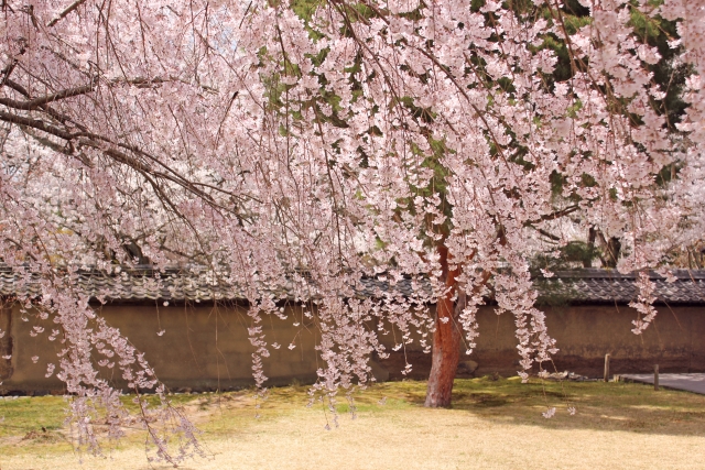 醍醐寺の枝垂桜