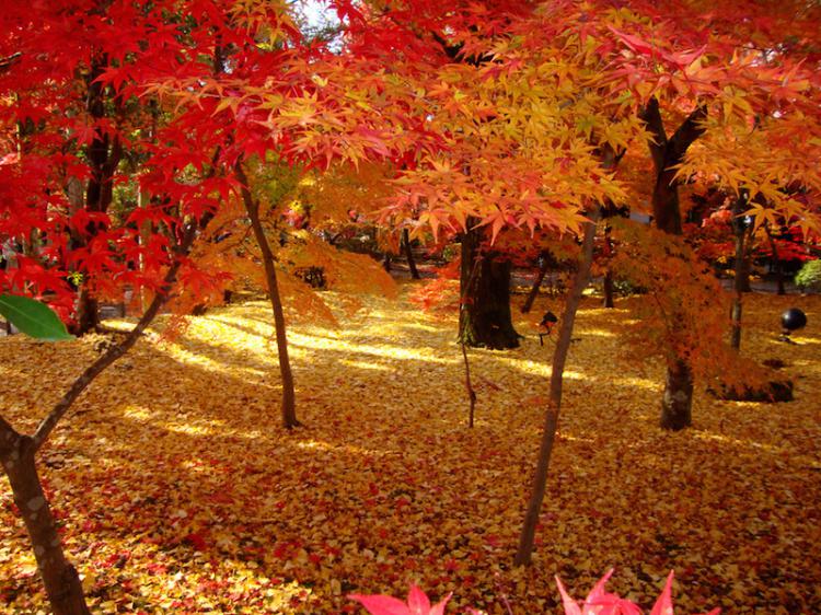 秋の紅葉で有名な京都「永観堂（禅林寺）」の魅力をご紹介！2016年「秋」夜のライトアップ開催スケジュール！