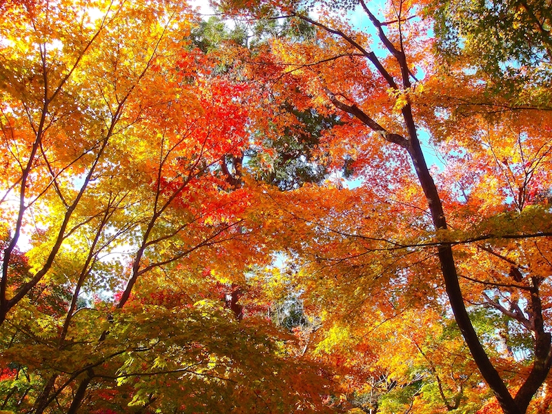 銀閣寺の秋の紅葉