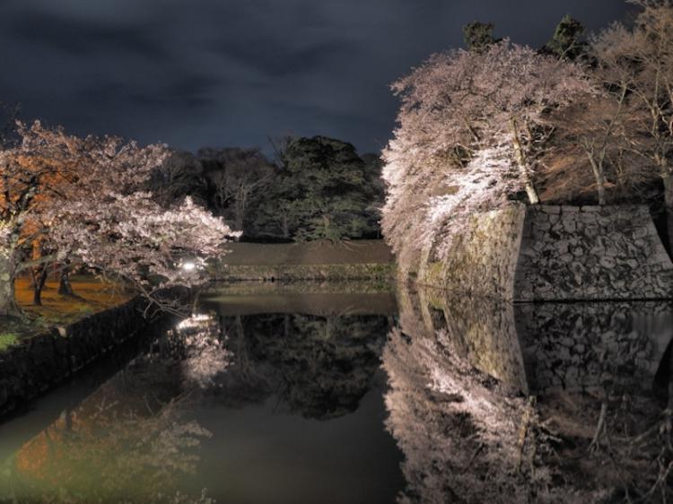 桜の名所 彦根城の夜桜
