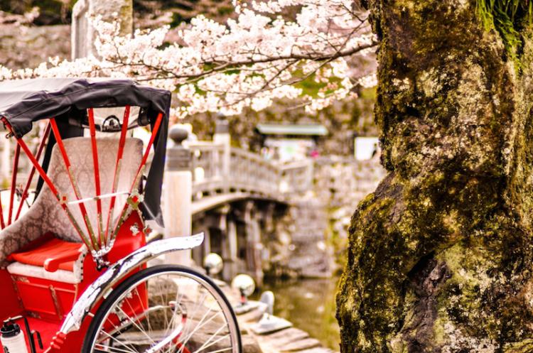 彦根城の桜と人力車