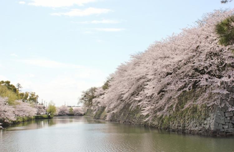 彦根城のお堀の桜