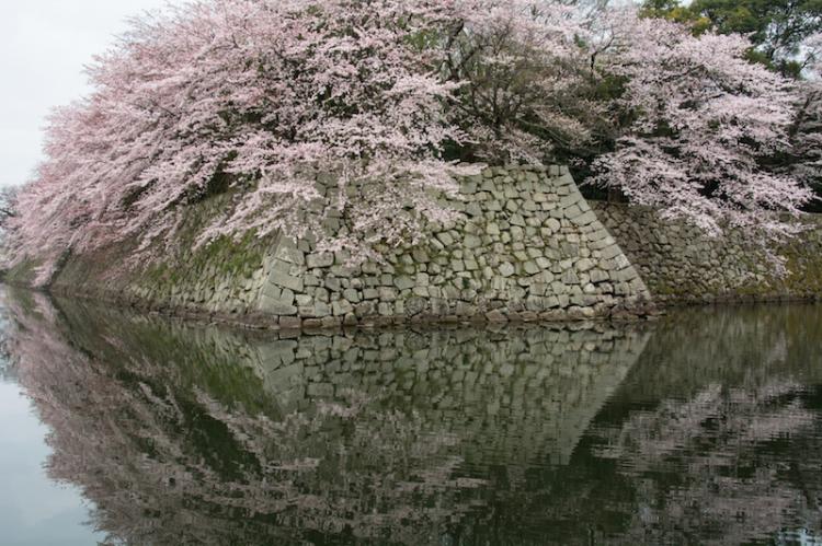 彦根城のお堀に写り込む美しい桜