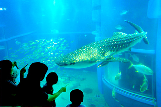大阪で人気の水族館「海遊館」！世界最大級の巨大水槽に泳ぐ人気者「ジンベエザメ」を見に行こう！