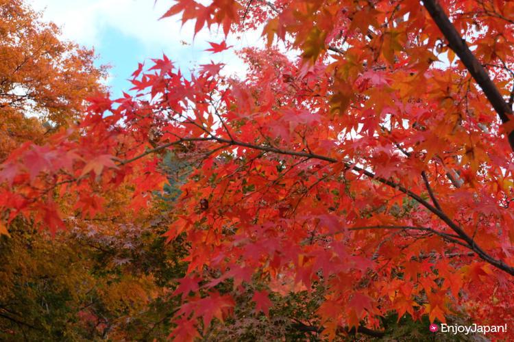 勝尾寺の秋の紅葉