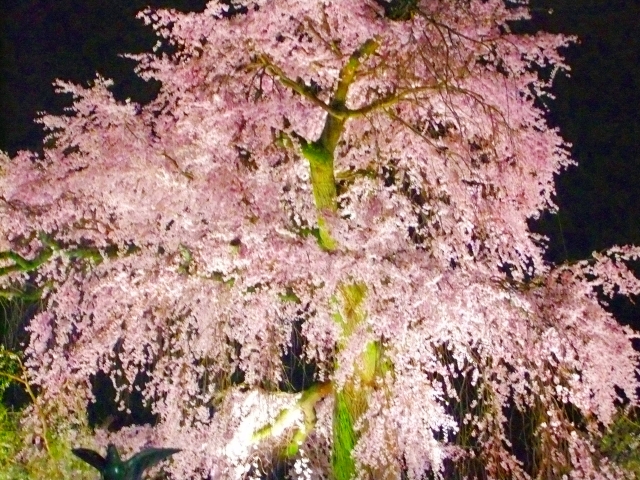 円山公園の枝垂桜