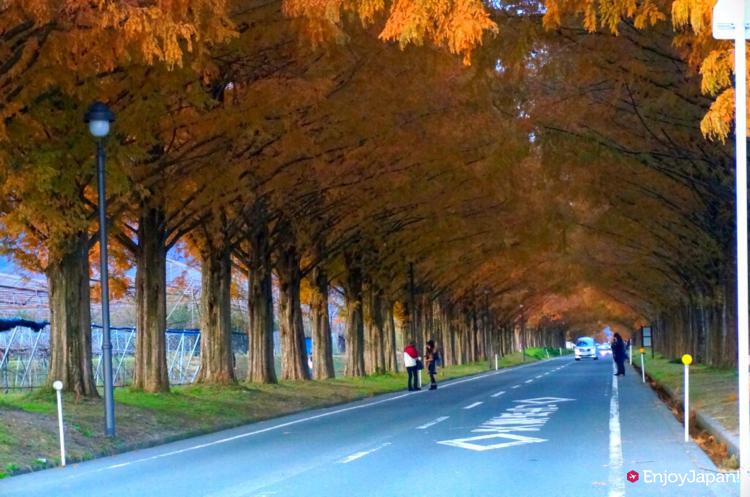 メタセコイア並木の秋の紅葉のトンネル