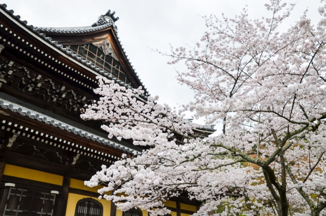 南禅寺の境内の桜