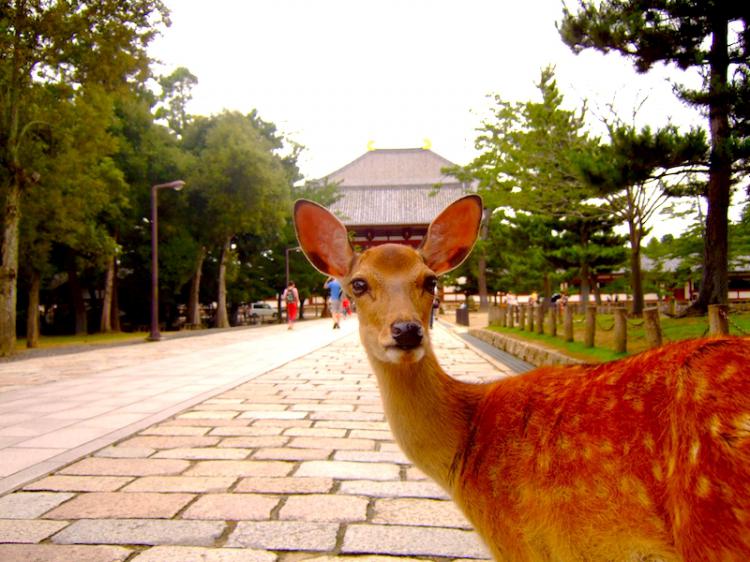 奈良公園の歴史的建造物と鹿