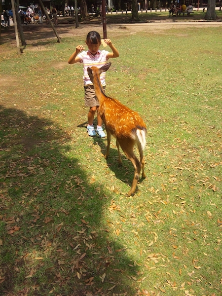 奈良公園で鹿せんべえをあげる