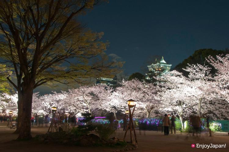 2015年4月！大阪城の満開の夜桜がイルミネーションで飾られる「お花見・夜桜イルミナージュ」が開催決定！