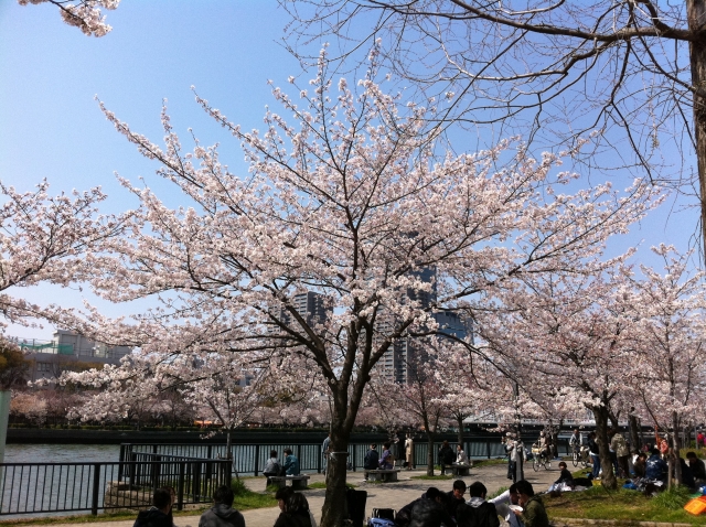 桜ノ宮公園の桜