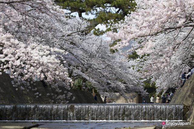 川沿いを桜の花で華やかに演出する「夙川公園」はまさに絶景！兵庫を代表する桜の名所100選にも選ばれた桜スポットでお花見を楽しもう