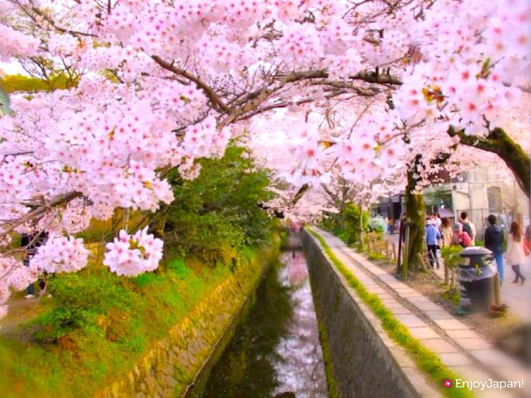 春は桜、秋は紅葉の名所として京都では人気！水路沿いを華やかに彩る日本の道百選にも選ばれた「哲学の道」を散歩してみよう！