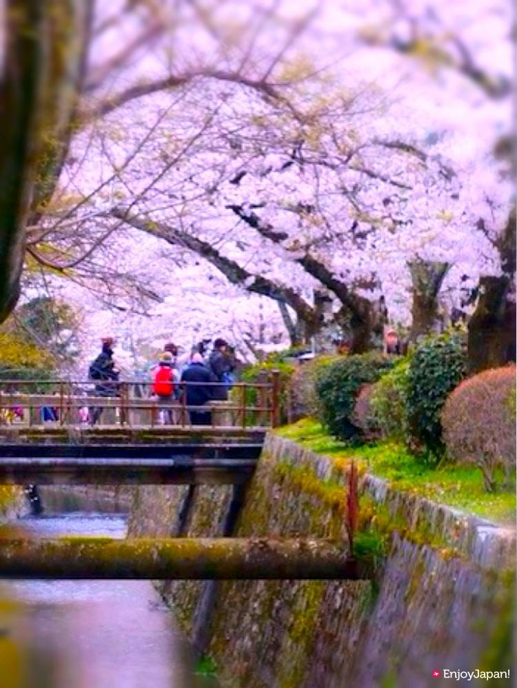 哲学の道の春の桜の散歩道