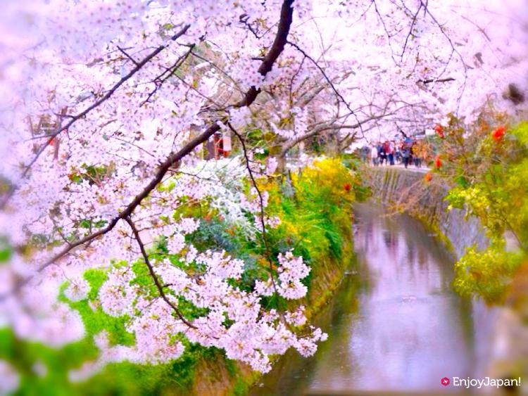 哲学の道の春の桜トンネル