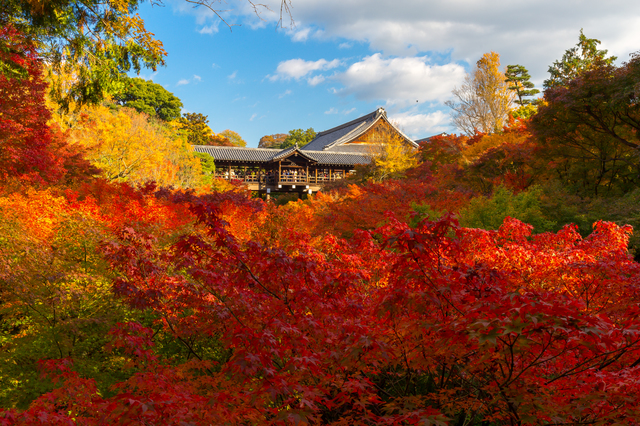 東福寺の通天橋の紅葉