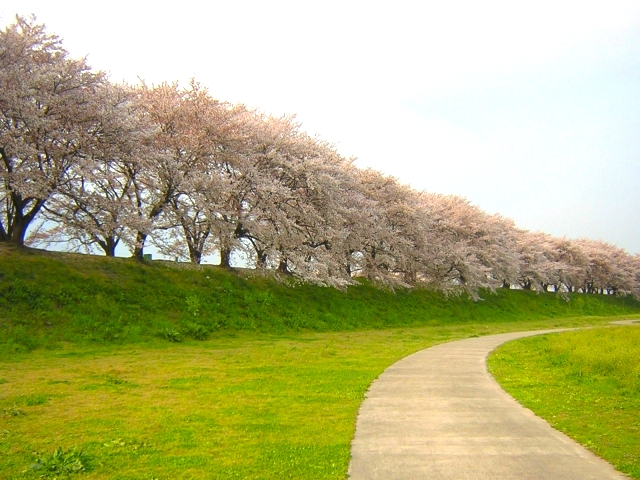 淀川河川公園背割堤地区の桜並木