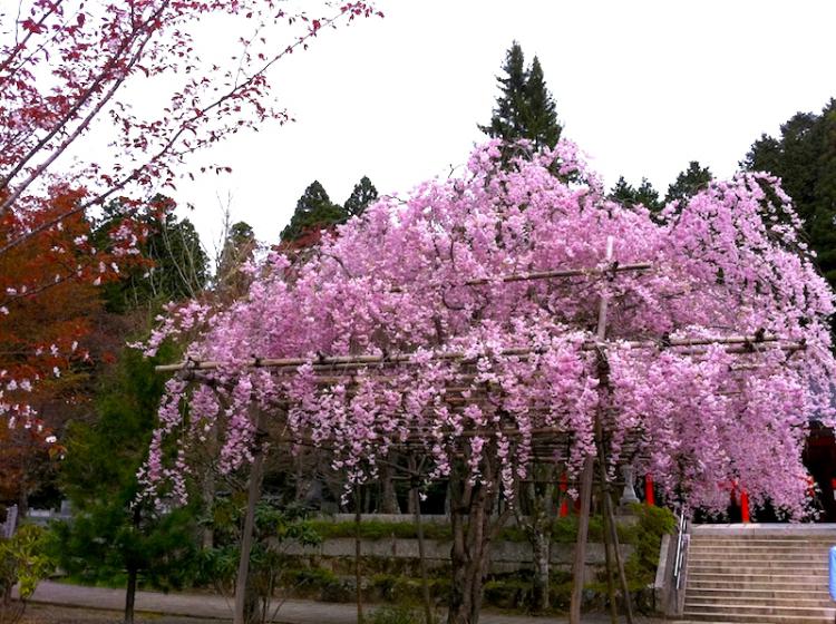 造幣局の桜の通り抜けの様子