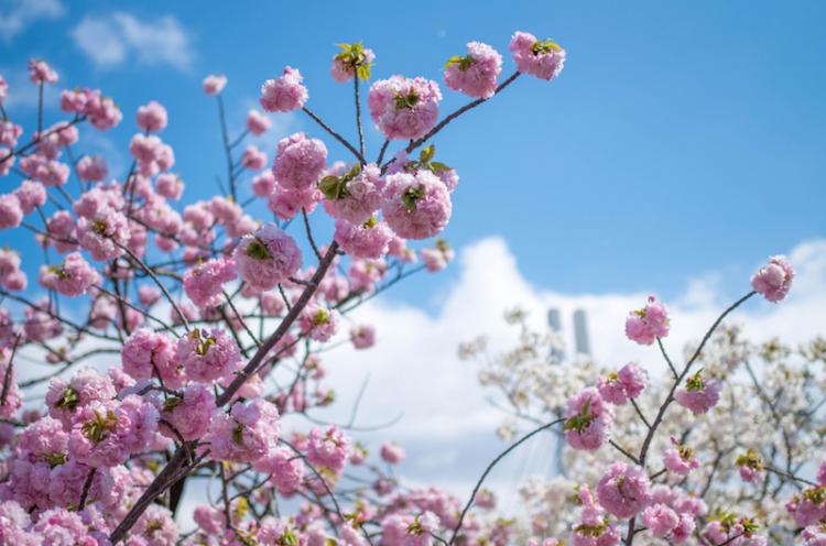 造幣局の桜の通り抜けの様子 青空と桜