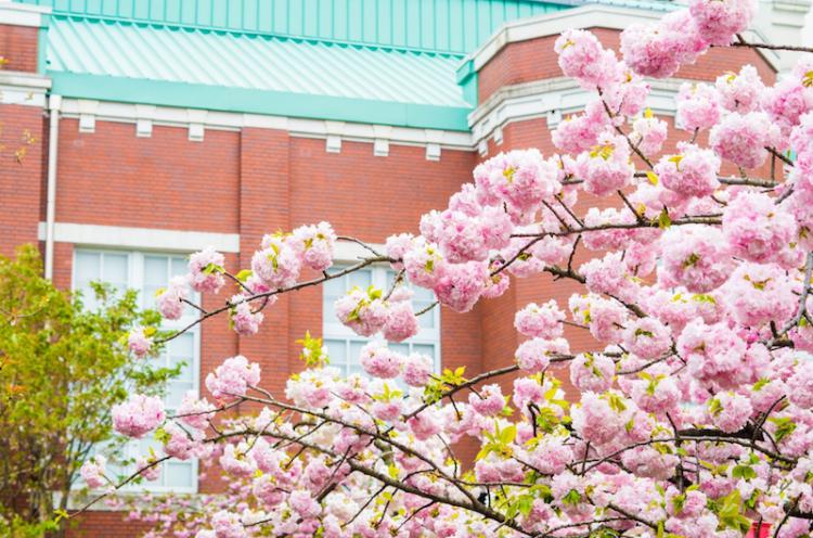 造幣局の桜の通り抜けの様子 建物と桜