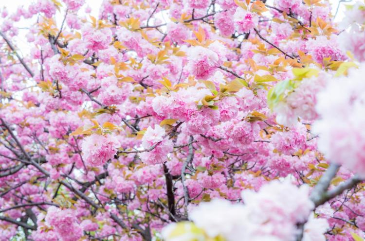 大阪の桜の名所で2017年も開催される「造幣局 桜の通り抜け」！130種類以上の満開の桜を1週間だけで観賞できる贅沢な絶景お花見スポットを大公開