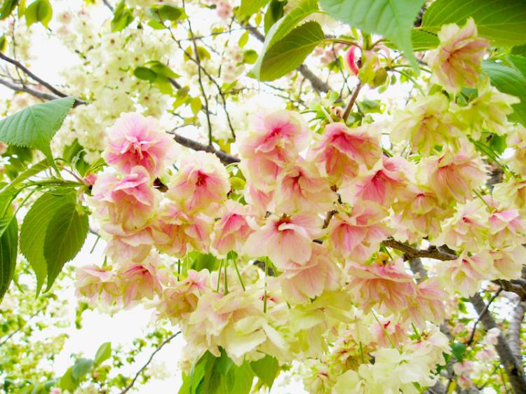 造幣局の桜の通り抜けの様子 満開の桜